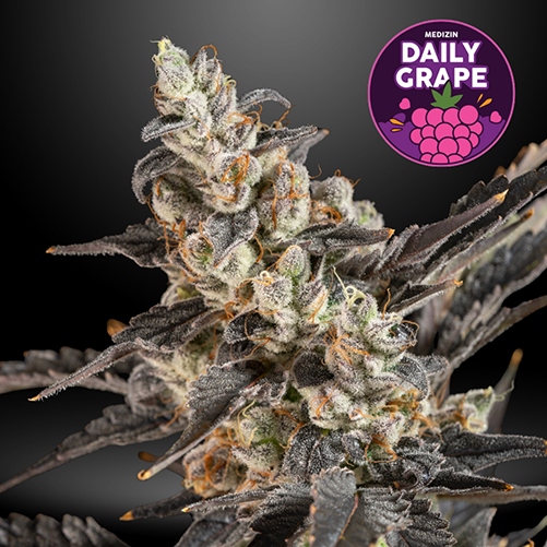 Daily Grape cannabis strain by Medizin